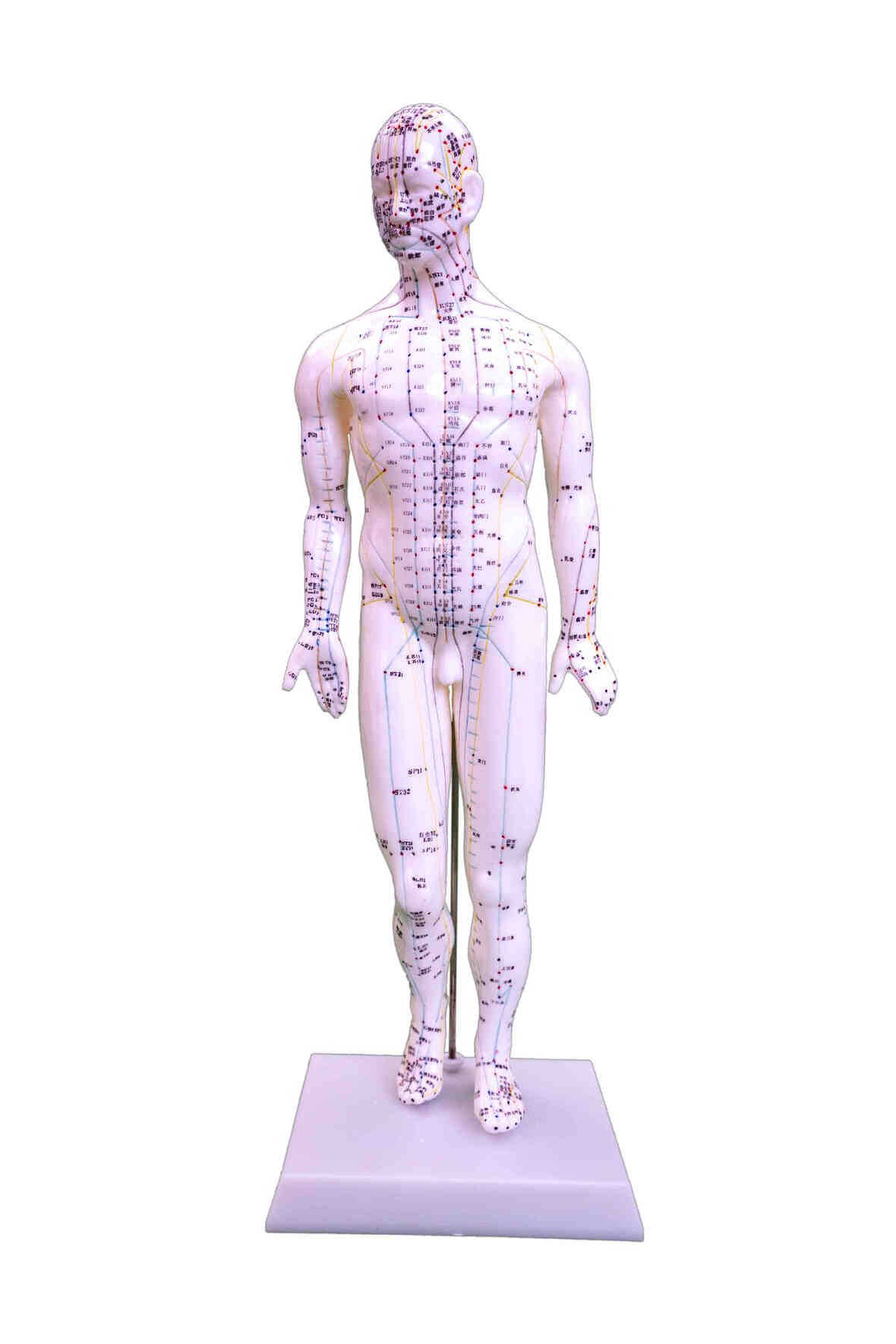XC-505 Acupuncture Model 46CM Male